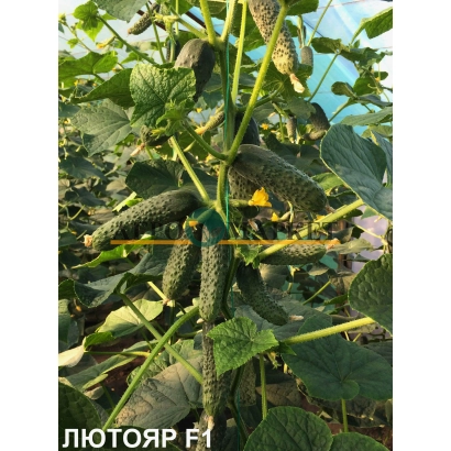 Огірок Лютояр F1 на рослині