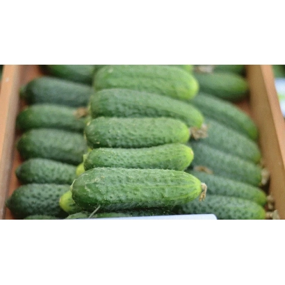 Свежие огурцы сорта Мадита F1 в деревянном ящике