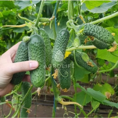 Огурец Ladylife на ветке с рукой - Мадрилен