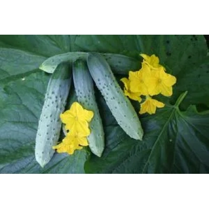 Свежие огурцы Магнит F1 на фоне листьев и цветов