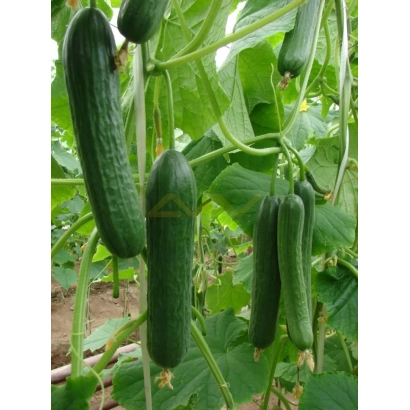 Свежие огурцы Магнум на грядке