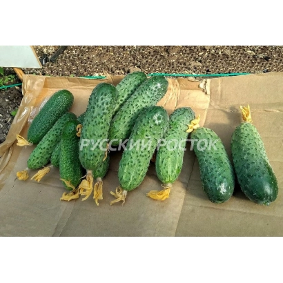 Свежие огурцы сорта Русский Полтов на деревянной подложке - МАКСИМОРА