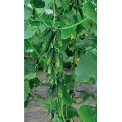 Огурцы на лозе в теплице - МАЛЕНЬКИЙ ПРОКАЗНИК