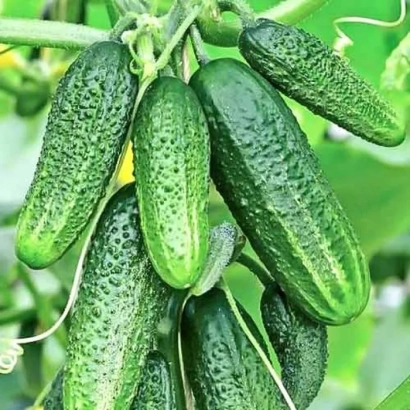 Свежие огурцы на ветке - МАЛЮТКА АНЮТКА