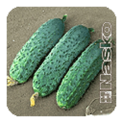 Три огурца сорта МАМАЙ F1 на земле