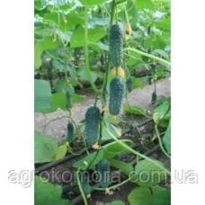Огурцы на грядке с надписью agrokomora.com.ua - МАНИФЕСТ
