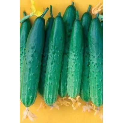 Свежие огурцы Манул F1 на желтом фоне