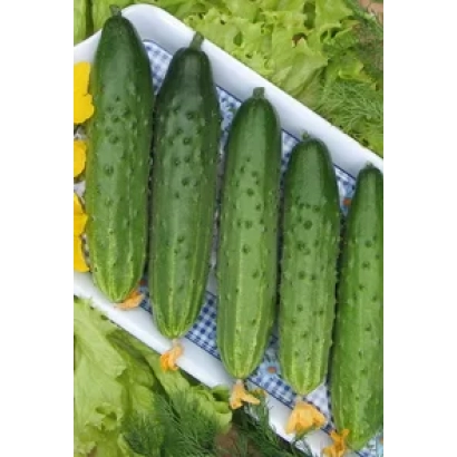 Свежие огурцы на блюде с зеленью на фоне - Марафон F1