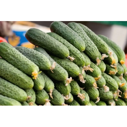 Fresh cucumbers in a bunch - MARAVA