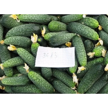 Свежие огурцы сорта Мареса на подложке с этикеткой