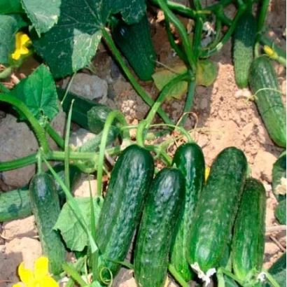 Огурцы на грядке - Мария