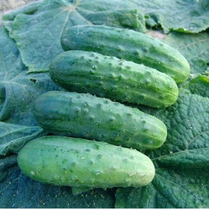 Свежие огурцы на листьях - Мариета