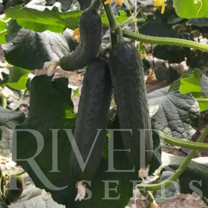 Огурец сорта River Seeds на растении - МАРИКА