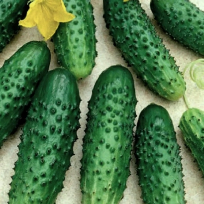 Fresh cucumbers with a flower on a light background - MARINADIK