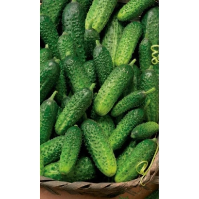 Корзина с огурцами сорта Маринда F1