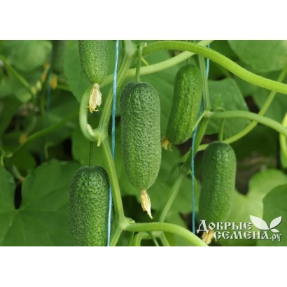 Огурцы на растении с логотипом АДЕРЫЙ АРГУМЕНТ - МАУРА