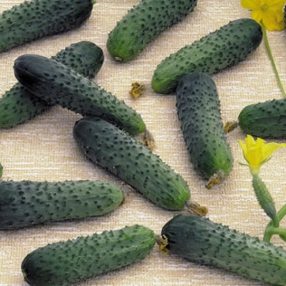 Свежие огурцы сорта Меренга F1 на светлом фоне