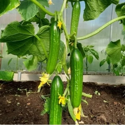 Огірки на рослинні в теплиці - МЕСЬЄ ОЛІВ’Є