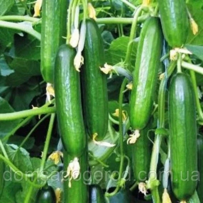 Fresh cucumbers on the vine - Meva F1