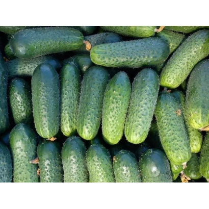 Свіжі огірки на фоні - МІАМАРА