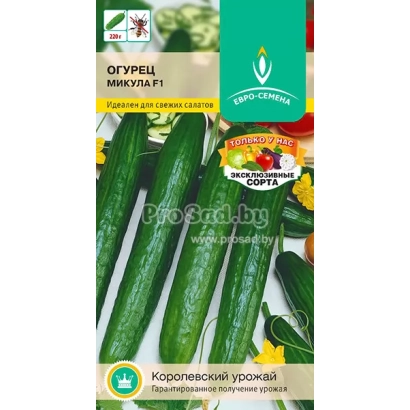 Семена огурца МИКУЛА на зеленом фоне с изображением плодов
