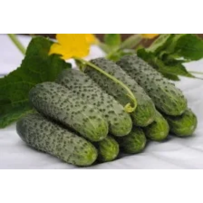 Свежие огурцы Мимино F1 на белой поверхности с листьями и цветком