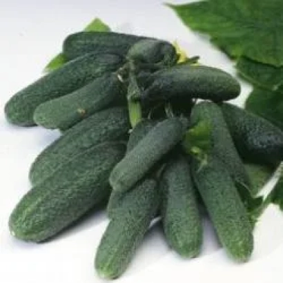 Свежие огурцы сорта Минерва F1 на белом фоне