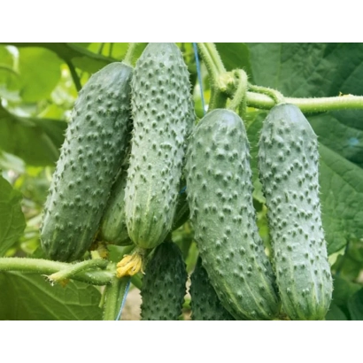 Огурцы сорта Мирабелл F1 на растении