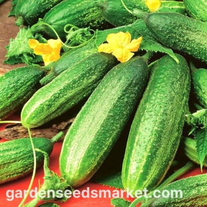 Свежие огурцы на фоне с цветками и листьями - МИРАС