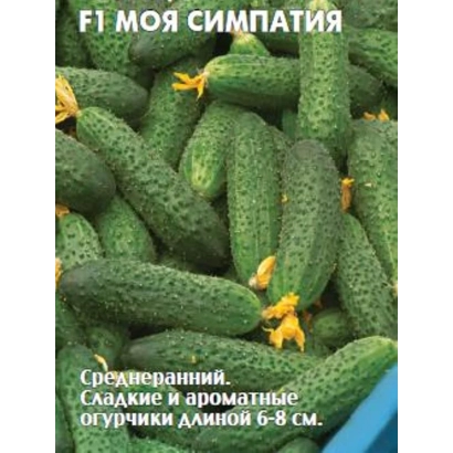 Огурцы сорта МОЯ СИМПАТИЯ на фоне