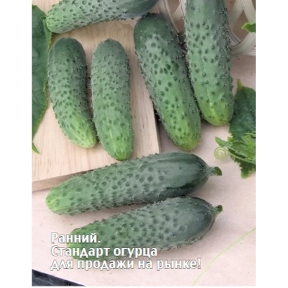 Огірки сорту Стандарт на дерев'яній дошці - Моцарт