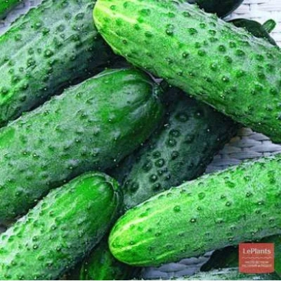 Свежие огурцы с бугристой поверхностью - Модуль