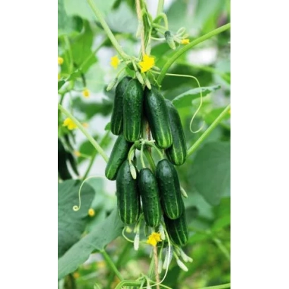 Свежие огурцы Молодо-Зеленый на ветке с листьями и цветами - МОЛОДО-ЗЕЛЕНО