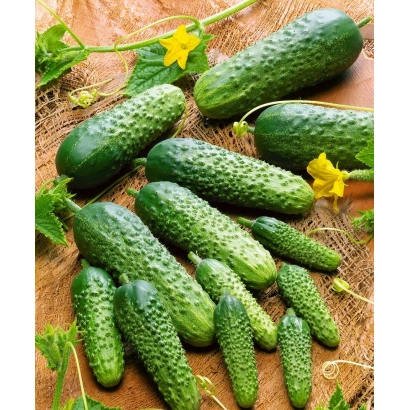 Свежие огурцы на деревянной доске с желтыми цветами - МОНИСИА