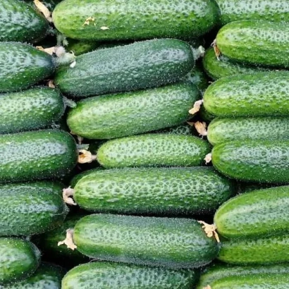 Свежие огурцы сорта Монолит