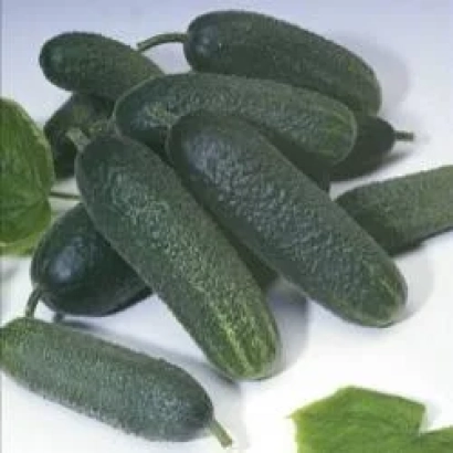 Свежие огурцы сорта Монреаль F1