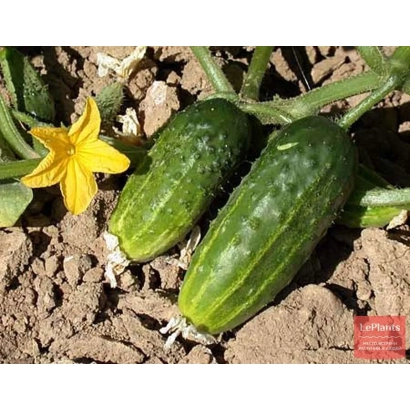 Огурцы сорта Московский Юбилейный на грядке с цветком