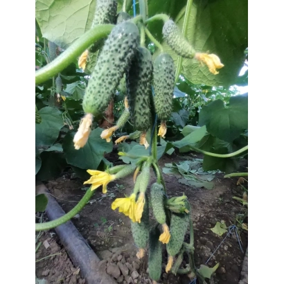 Огурцы Муссон на грядке