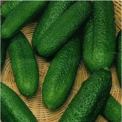 Fresh Nemcik cucumbers on a woven stand - NEMCHIK