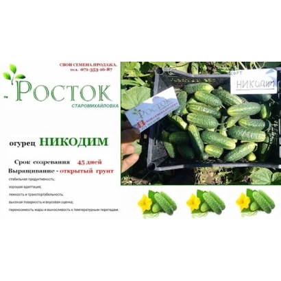 Пакет насіння огірка НІКОДИМ із фотографіями плодів