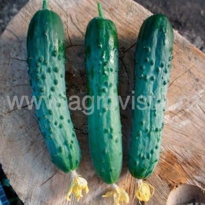 Три огурца сорта НОРМАНДО на деревянной доске