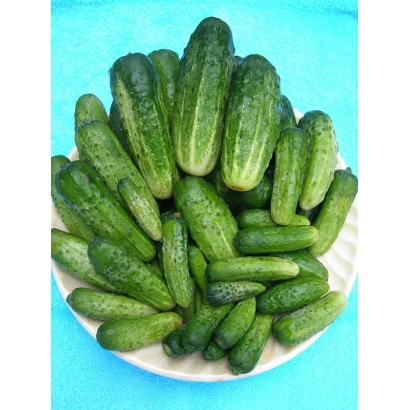Свежие огурцы сорта Носивский на белой тарелке