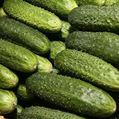 Свежие огурцы сорта НОВИЧОК АЛТАЯ