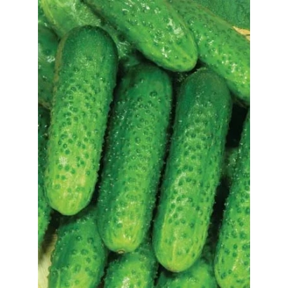 Свежие огурцы на зелёном фоне - Новинка