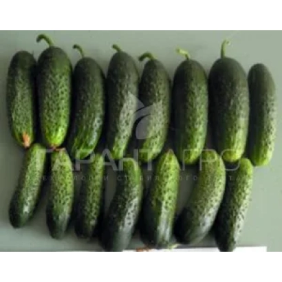 Огурцы ОДЕТТЕ
