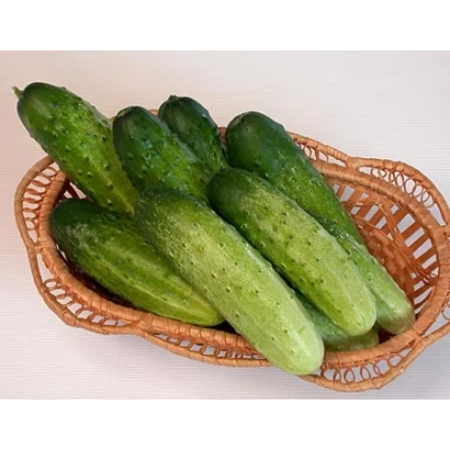 Basket of cucumbers on white background - Debut F1