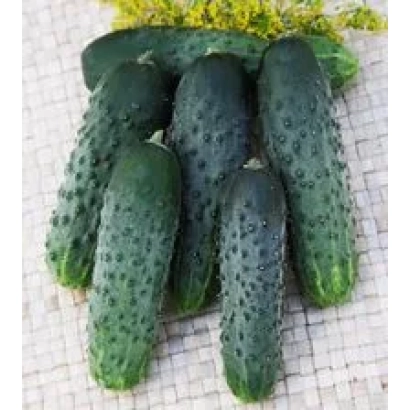 Свіжі огірки сорту Кадриль F1 на світлому фоні