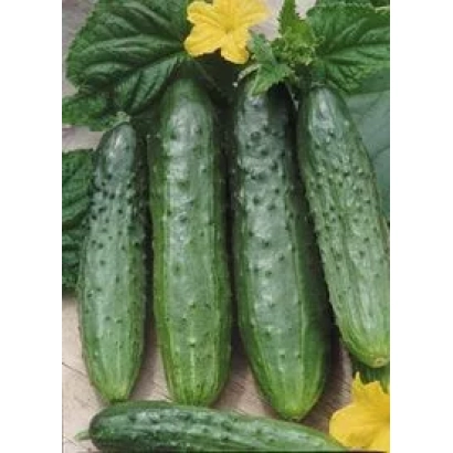 Свежие огурцы с желтыми цветами на фоне - Карамболь F1