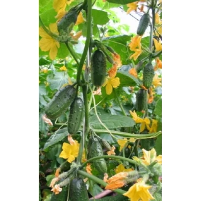 Огурцы Колибри F1 на растении с желтыми цветами