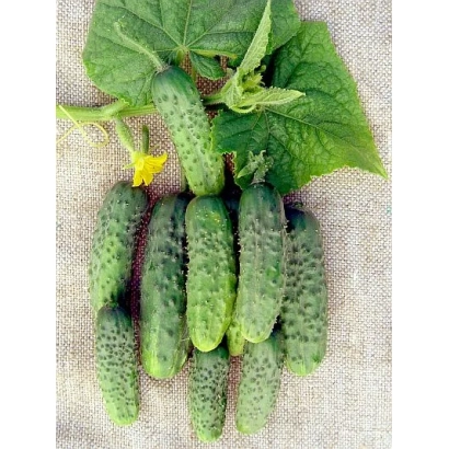Свіжі огірки на стеблі з листям та квітком - ОРЛЕНОК